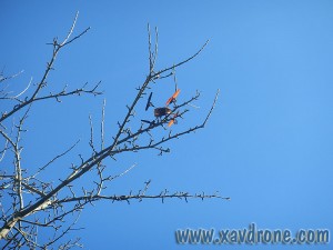 180 qx dans un arbre