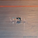 nanoqx fpv